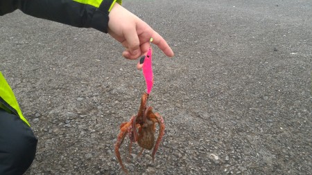 アオリイカゲットならず